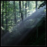 Licht im Wald 04